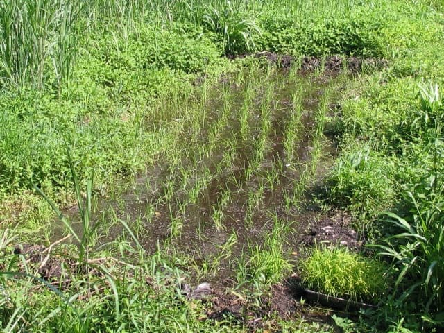 発足当時の写真