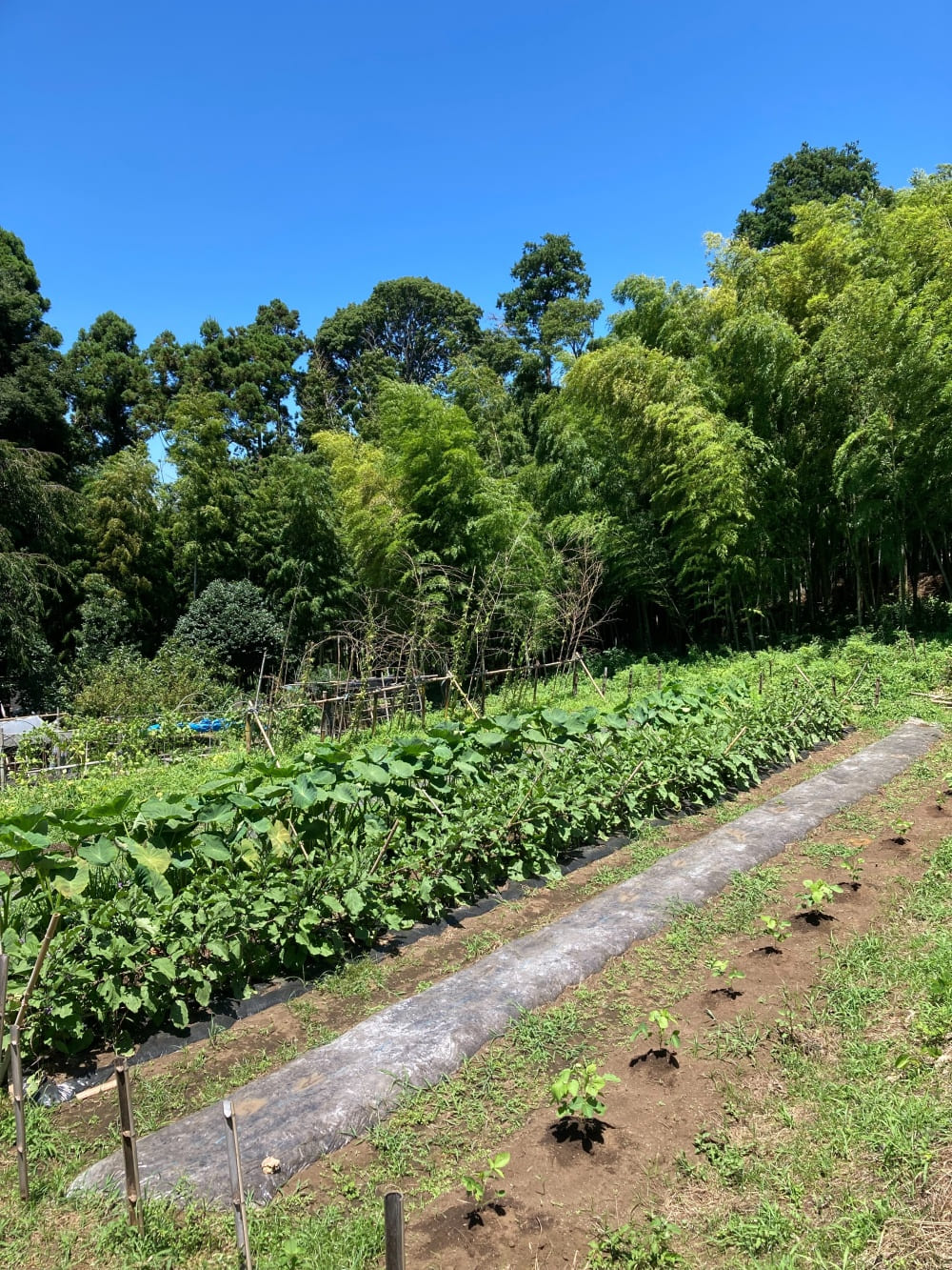 藤沢の三大谷戸
