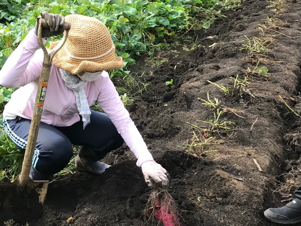畑のお手入れ